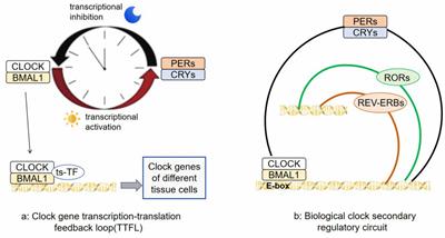 Circadian rhythm disruption: a potential trigger in Parkinson’s disease pathogenesis